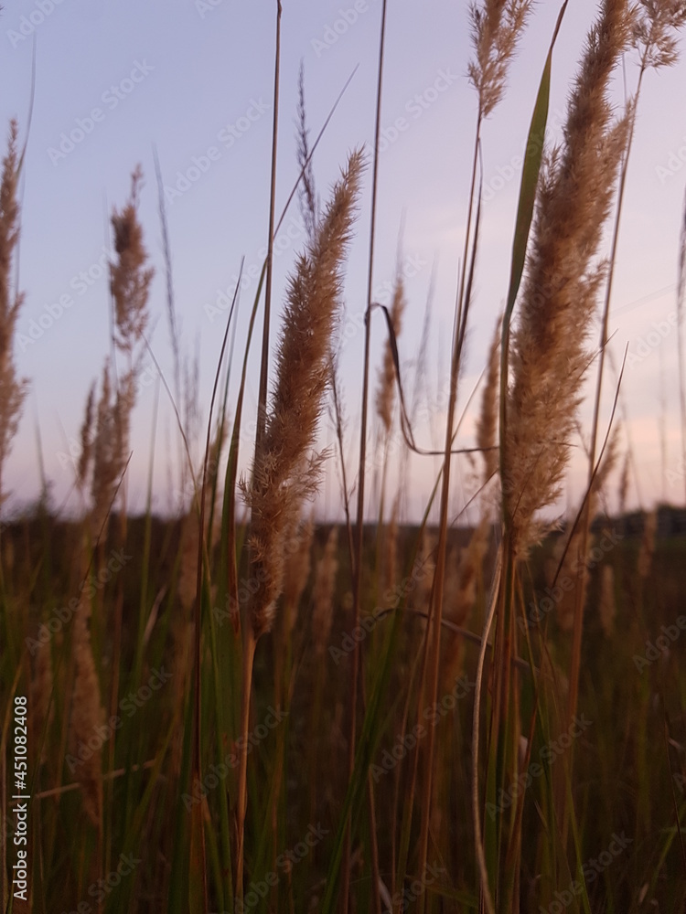 Obraz premium Reeds at beautiful sunset sky