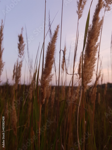 Reeds at beautiful sunset sky