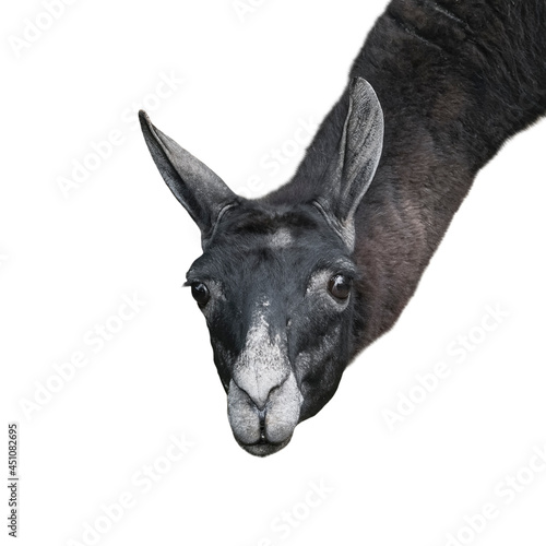 Funny llama or alpaca isolated on white background. Zoo animals photo