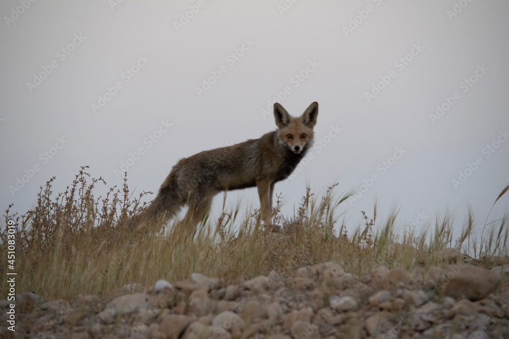 black backed jackal black backed jackal