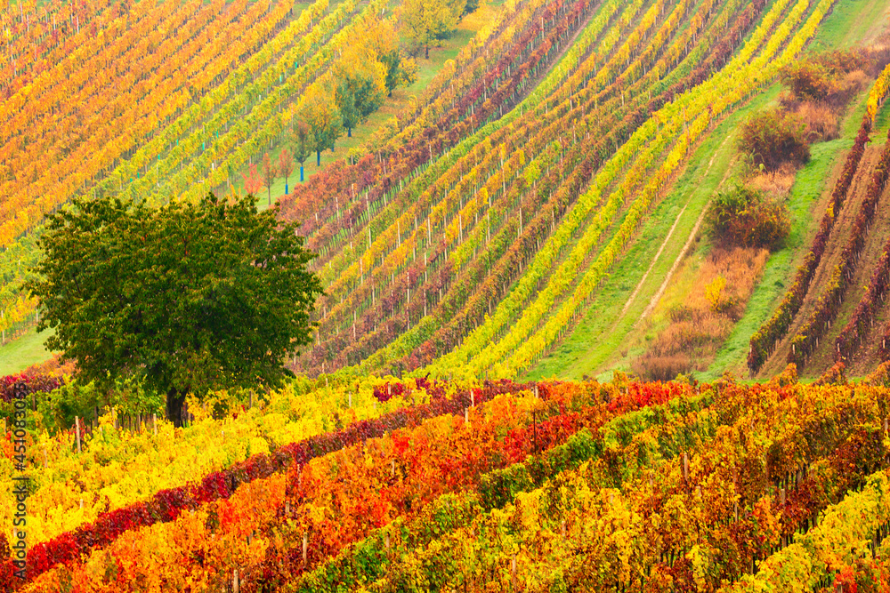 Colorful rows of vineyards in autumn. Green lonely tree in fog among vineyards. Autumn scenic landscape of South Moravia in Czech Republic.
