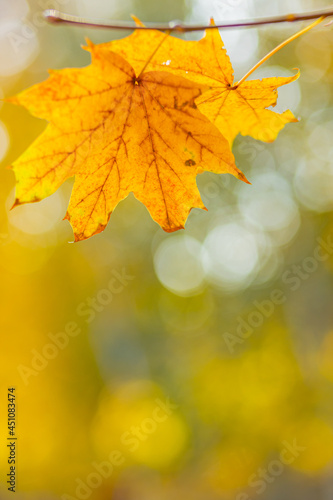 Beautiful maple leaves in autumn sunny day. Yellow leaves in autumn park on blurred background