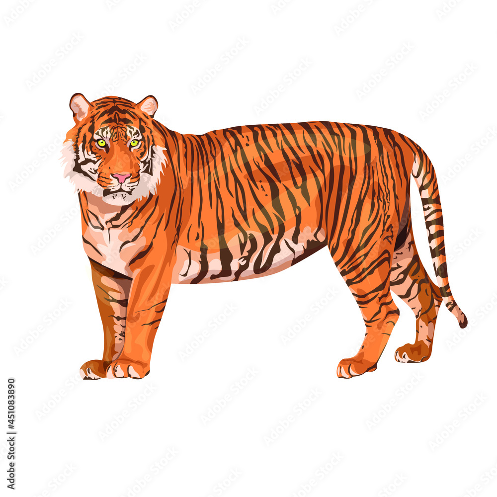 Naklejka premium Amur tiger is walking isolated on a white background. Vector tiger side view. Endangered animal Animals of Asia. Panthera tigris. Big cats. Predatory mammals.
