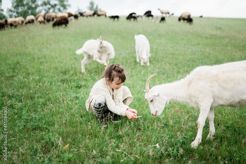 Little girl feeding goats on the farm. Agritourism concept. Life in the countryside Little girl feeding goats on the farm. Agritourism concept. Life in the countryside