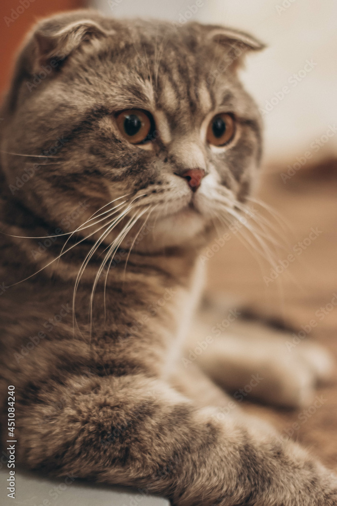portrait of a cat portrait of a cat