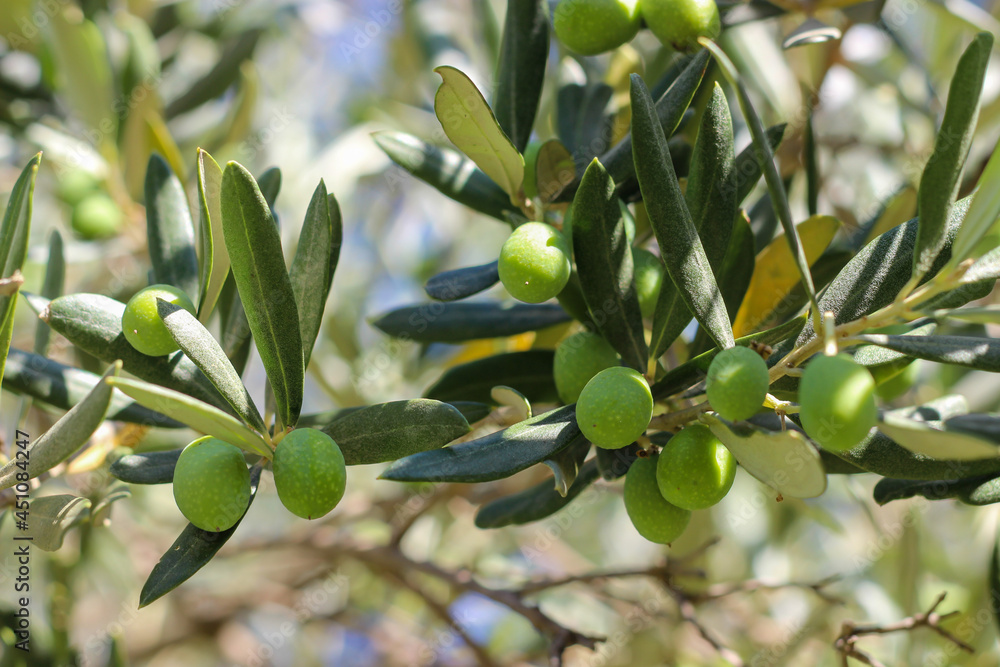 Green olives and leaves on the tree branch with blurred background. Selective focus. Green olives and leaves on the tree branch with blurred background. Selective focus.