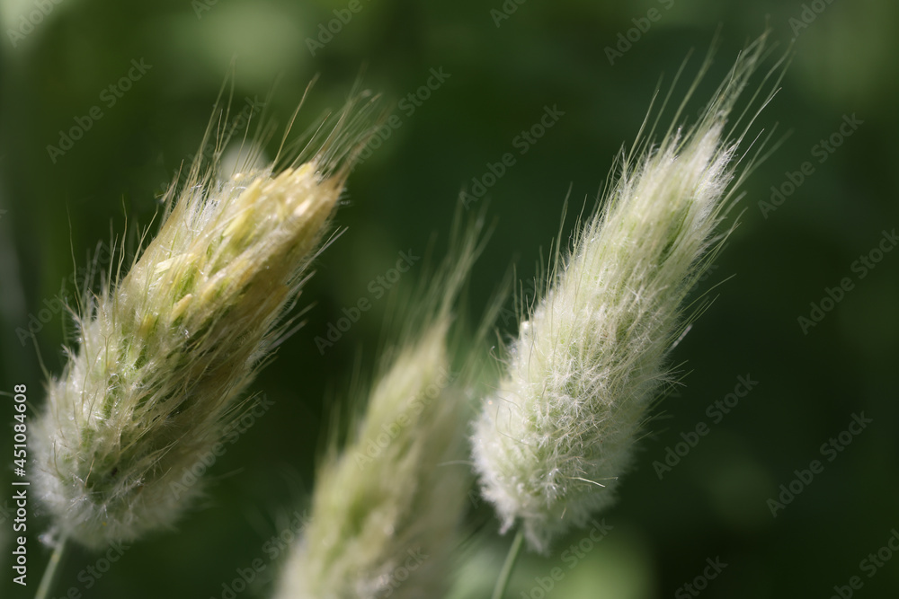 Closeup of bristle grass growing on meadow background Closeup of bristle grass growing on meadow background