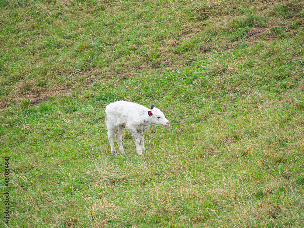 Ternerito blanco recién nacido en medio del campo verde en Oyambre, Cantabria, en el verano de 2020 Ternerito blanco recién nacido en medio del campo verde en Oyambre, Cantabria, en el verano de 2020