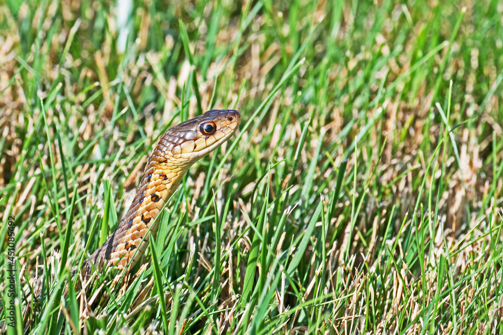 Fototapeta premium A small garter snake, Thamnophis sirtalis, sticks its head up above the grass in a Massachusetts garden.