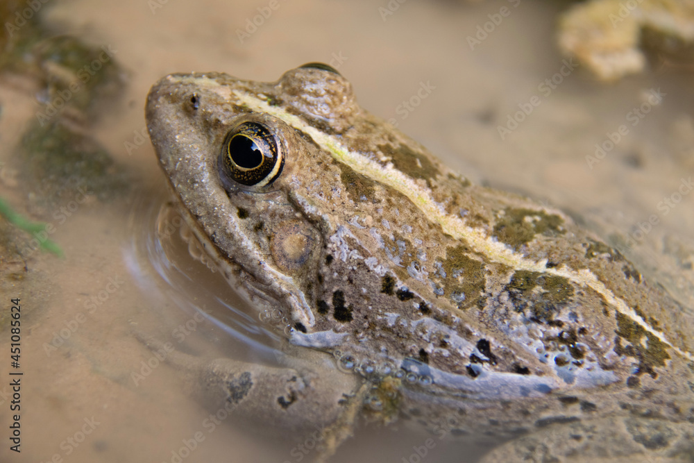 frog on the ground frog on the ground