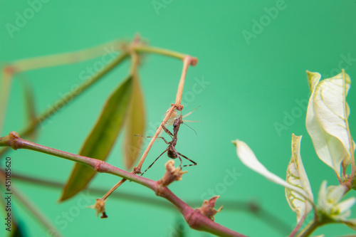 Uma aranha sobre uma planta, comendo um louva-a-deus, com fundo verde claro. photo