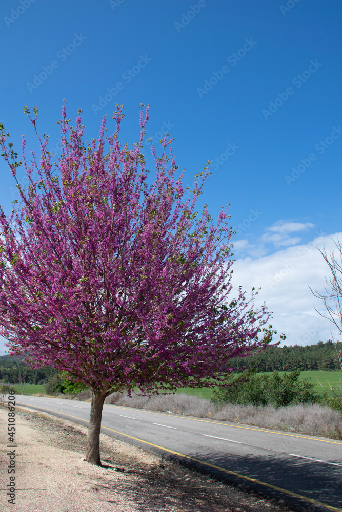 Obraz premium tree in bloom
