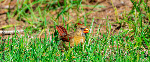 Female cardinal in the grass