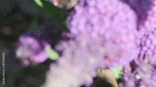 Vanessa atalanta, red admiral, is a beautiful butterlfy with black wings, bands and white spots, feeding on summer lilac, butterfly bush or Buddleja davidii on a sunny day. photo