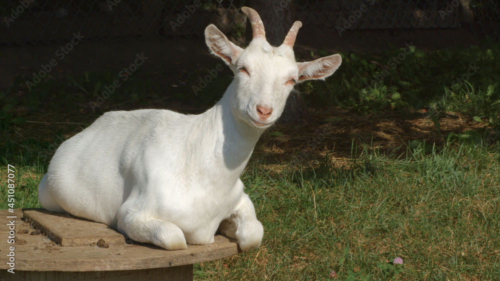 happy goat farm animal resting in sun light organic agriculture dairy farming happy goat farm animal resting in sun light organic agriculture dairy farming