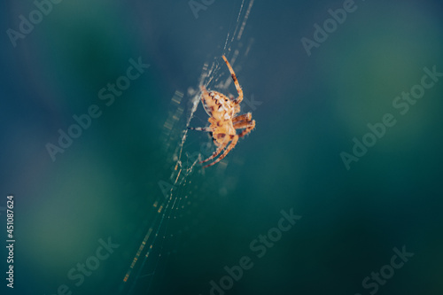 Spider sitting in middle of web during sunset 