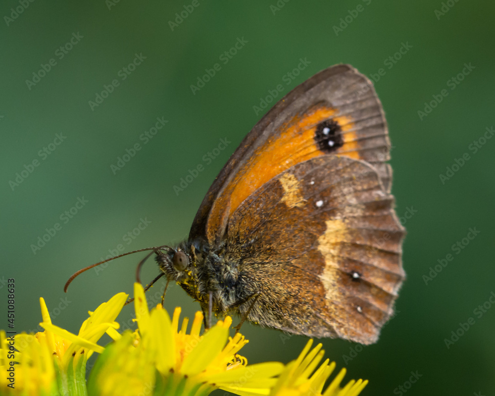 Fototapeta premium Gatekeeper butterfly feeding on yellow flower