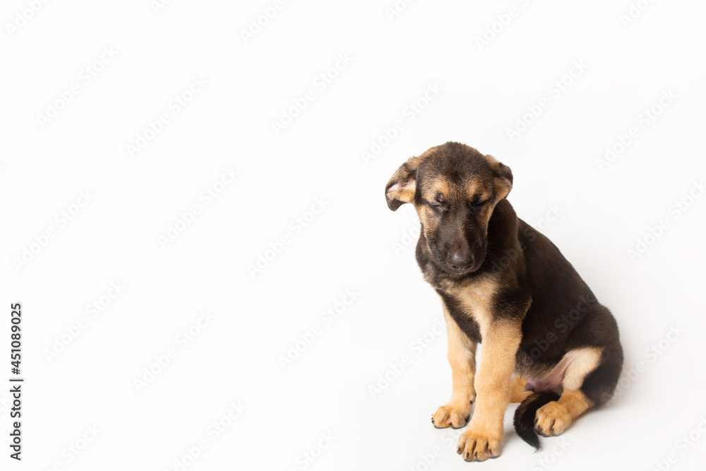 sad upset german shepherd puppy with closed eyes sitting on a white background in the studio. pet care concept sad upset german shepherd puppy with closed eyes sitting on a white background in the studio. pet care concept