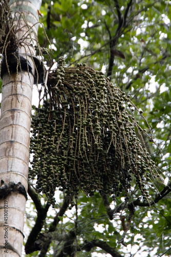 Jussara palm tree. Jussara is the fruit of palm Euterpe edulis.  photo