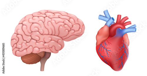 Anatomical heart and brain realistic. Human internal organs set. Diagnostic, medicine and education
