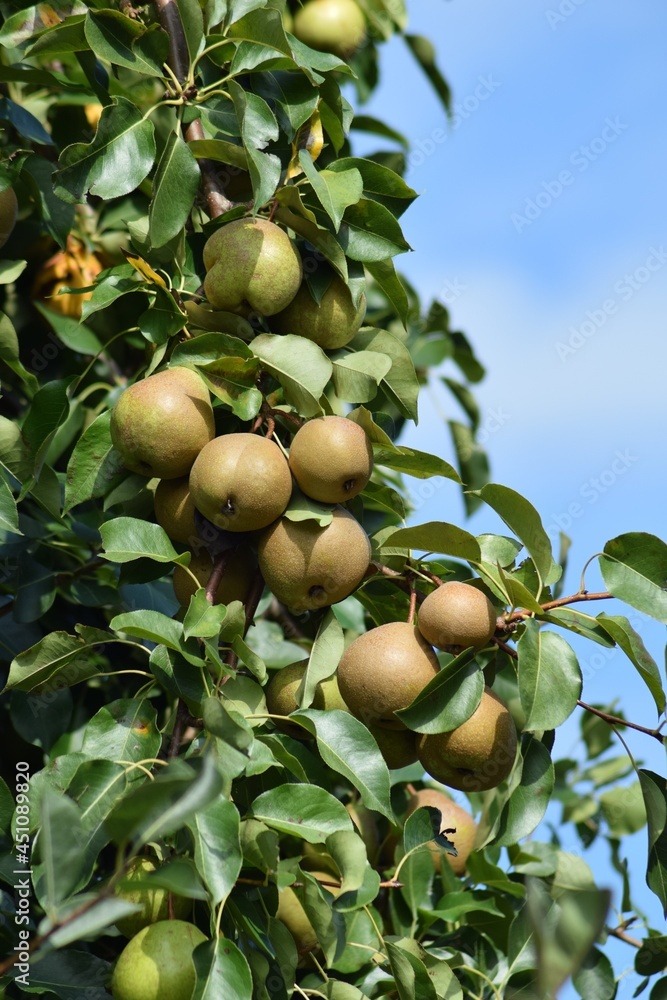 pears food fruit tree ripe delicious sweet bartlett pears food fruit tree ripe delicious sweet bartlett