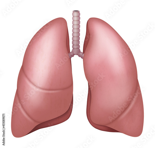 Realistic lungs anatomy structure. Respiration system organ. Human lungs 3d model