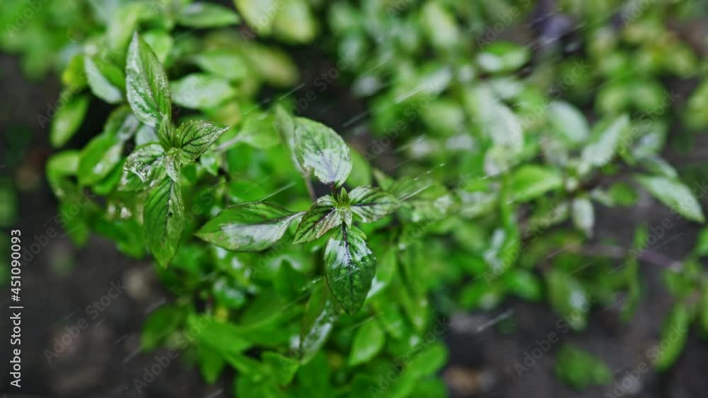 Fresh leaves of Genovese herb. Gardener watering basil plant growing in home garden. Can be used in quality medicine, cooking spices. Also known as Holy Tulsi. Slow motion. 