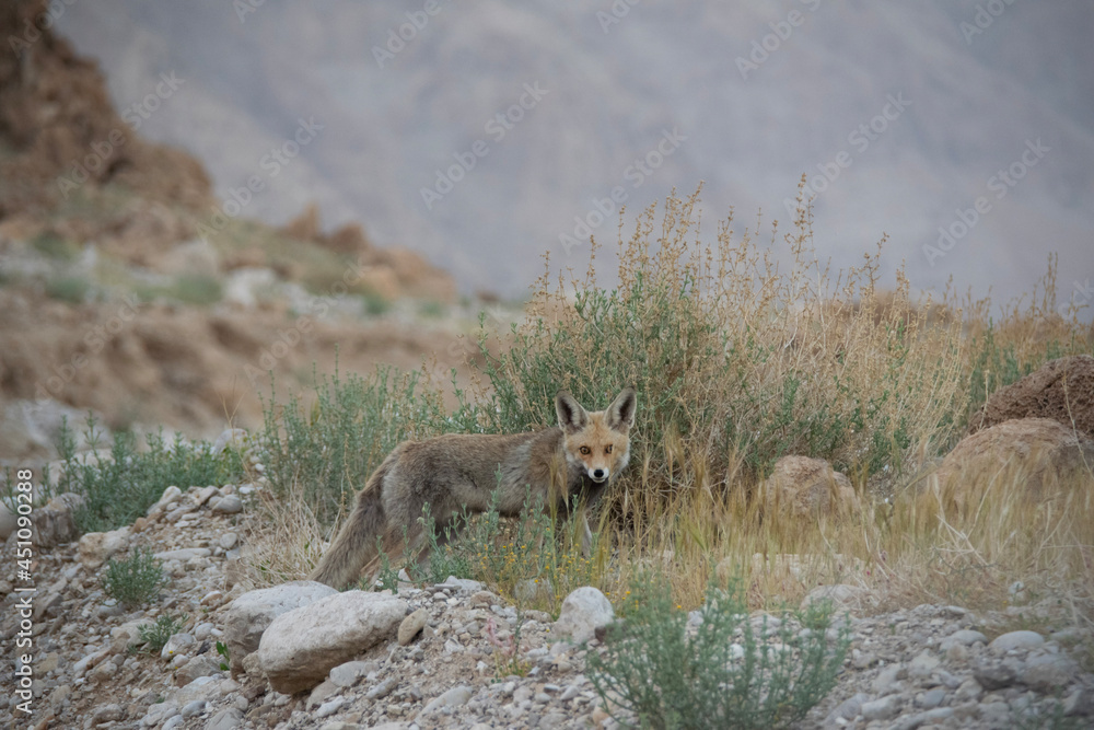 Fototapeta premium lioness in the wild