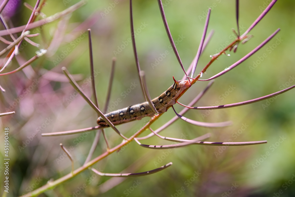 Caterpillars on new growth in Blackiston Falls region of Alberta Caterpillars on new growth in Blackiston Falls region of Alberta