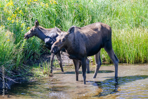 Moose mother and calf walking through a marsh in Waterton Alberta