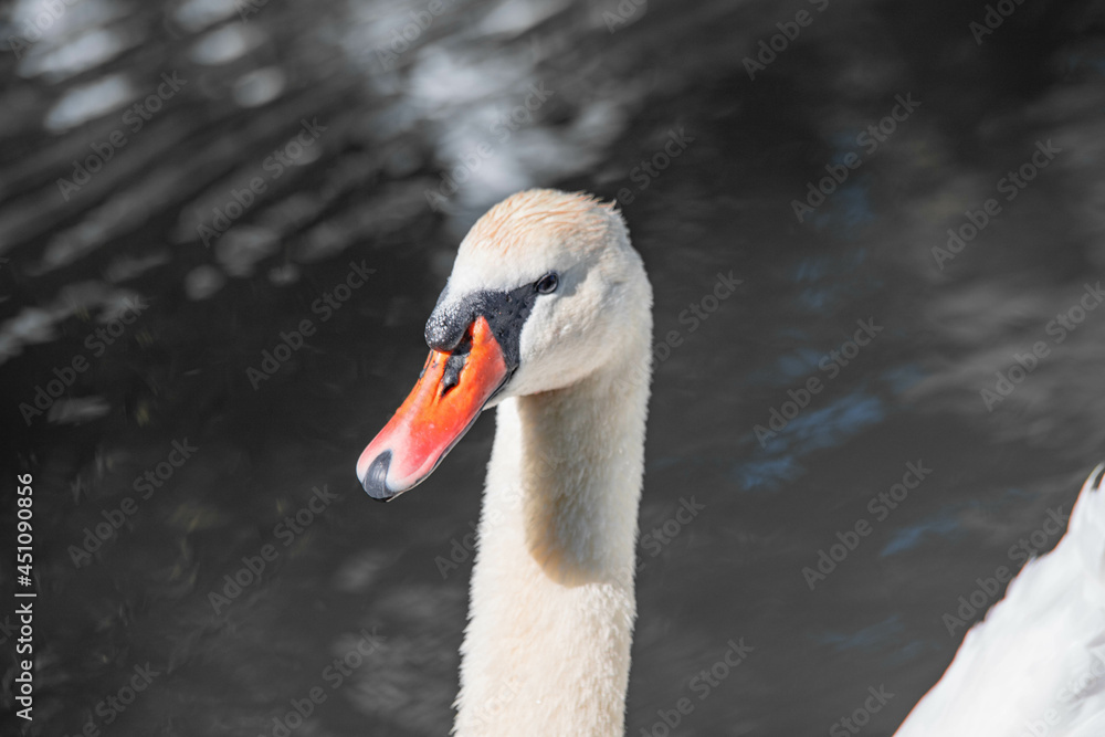 Obraz premium beautiful white swan close up in the lake