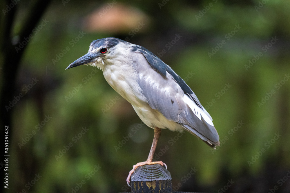 Fototapeta premium Bird