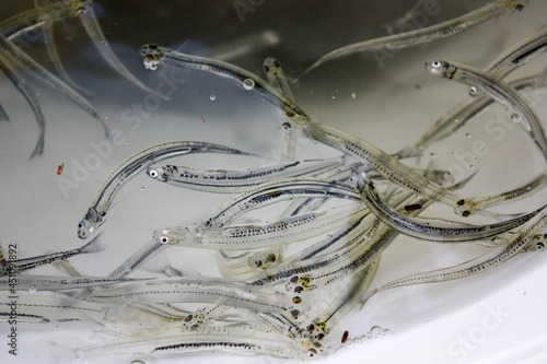 Foto Juvenile whitebait caught at a river mouth on the West Coast of the South Island