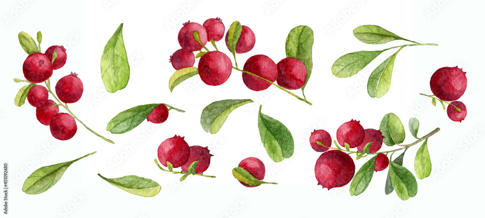 Hand drawn Watercolor Red lingonberry. Set of Cranberry. Illustration of forest wild plants. Isolated objects on white background for clip art Hand drawn Watercolor Red lingonberry. Set of Cranberry. Illustration of forest wild plants. Isolated objects on white background for clip art