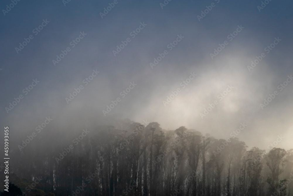 Fototapeta premium Foggy Treetops
