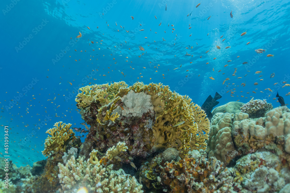 Coral reef and water plants in the Red Sea, Eilat Israel
