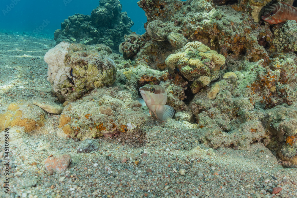 Coral reef and water plants in the Red Sea, Eilat Israel
Coral reef and water plants in the Red Sea, Eilat Israel