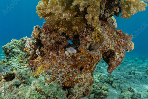 Coral reef and water plants in the Red Sea  Eilat Israel 