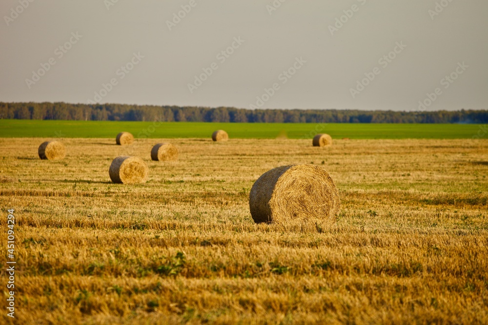 Fototapeta premium Bright yellow Haystacks on agricultural field in sunny day close-up. Hay rolls in the countryside. Haymaking and straw picking on a farm field. Harvest season in countryside. Agricultural industry.