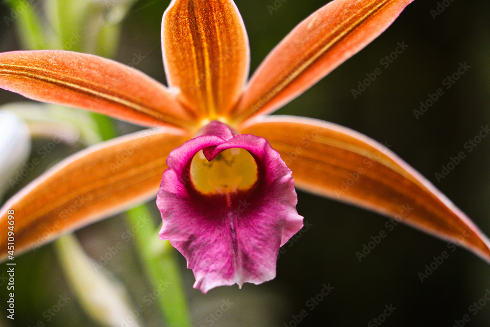 Obraz premium Close-up of Orange Orchid Flower in Costa Rica's Tropical Rainforest