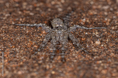 Small Bark Hunter photo