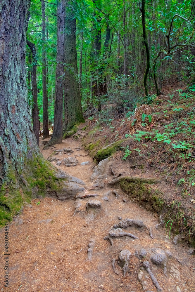 Forest Path