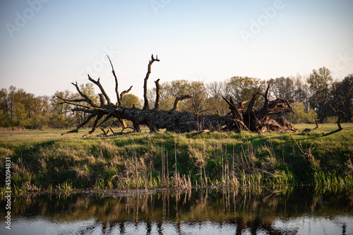 
an overturned old oak by the river on the shore