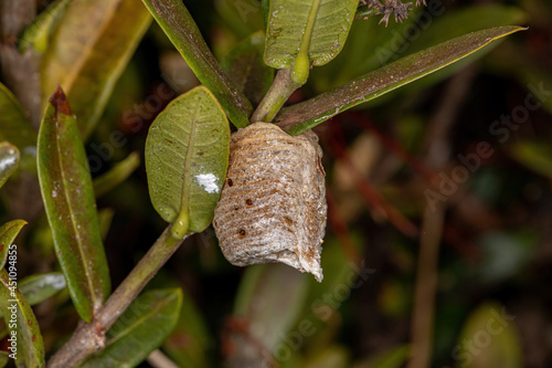 Mantid Egg Case photo