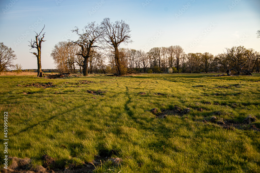 view of old oaks on the meadow