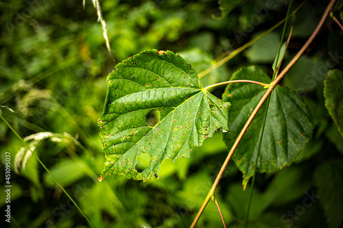 
a leaky green leaf in the forest