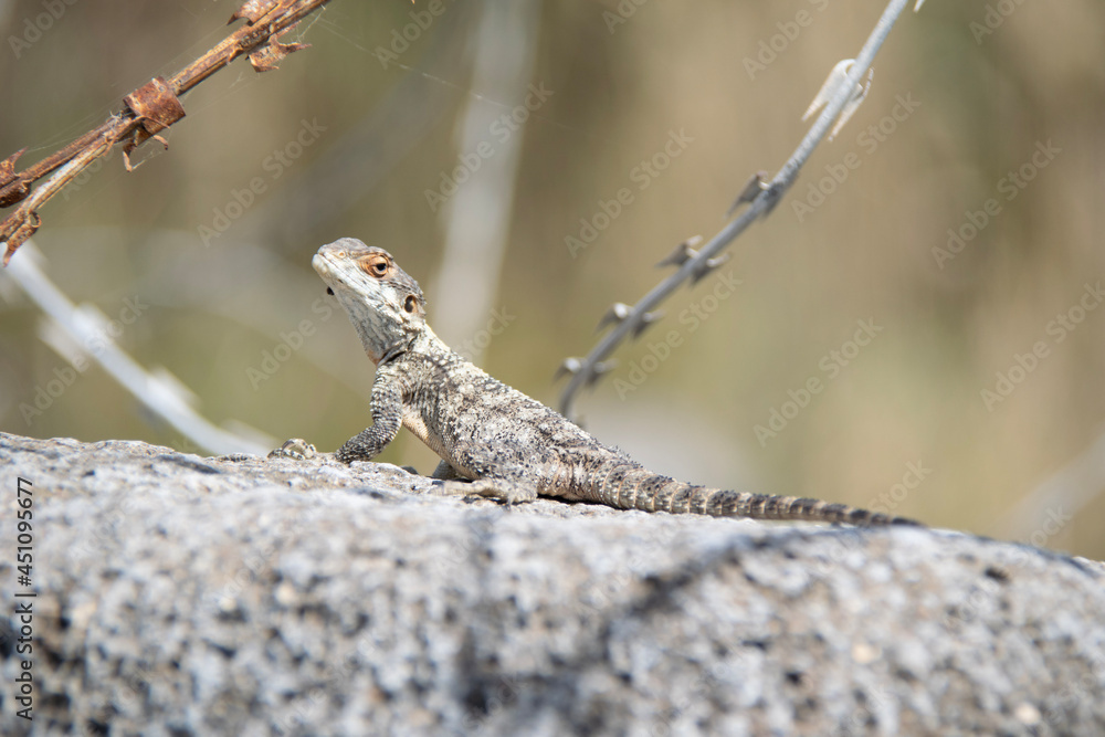 lizard on a branch lizard on a branch