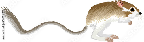 California kangaroo rat - vector illustration