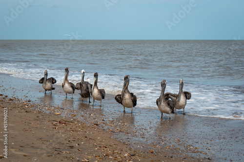 Obraz na płótnie Brown Pelicans (Pelecanus occidentalis) are Walking near to the Seashore in the Sunset in Riohacha, La Guajira, Colombia w salonie