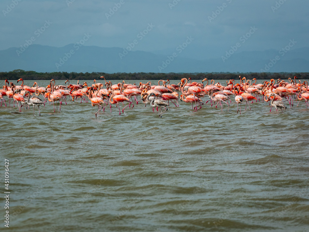 Gigantic Herd of Pink and Gray Flamingos Walk Across a Wavy Lake Against a Blue Sky in the Nature Reserve in Camarones, Riohacha, La Guajira, Colombia